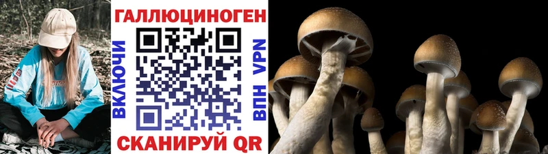 наркошоп Яранск omg ССЫЛКА Галлюциногенные грибы Psilocybine cubensis